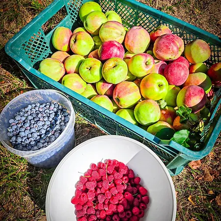 Poziomkowy Zakatek * Miechucino