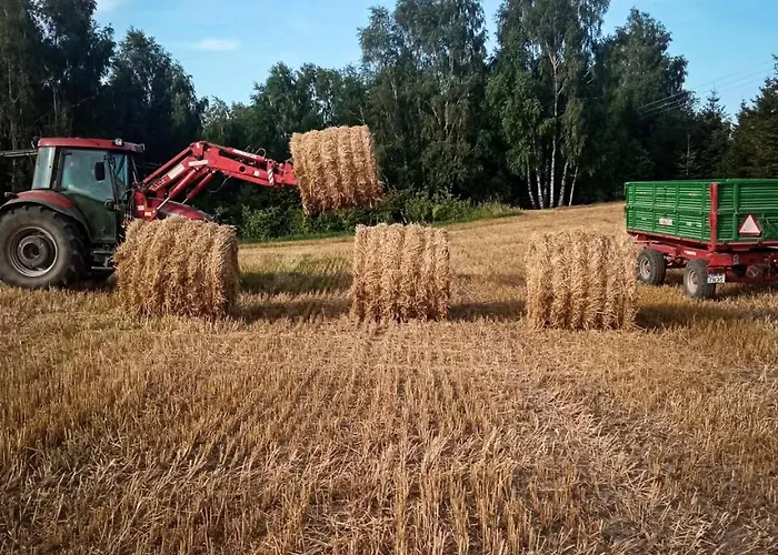 Poziomkowy Zakatek Miechucino