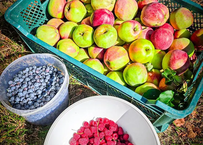 Poziomkowy Zakatek * Miechucino